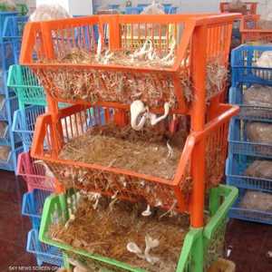 تتم تربية الفطر على المخلفات الزراعية والأعلاف