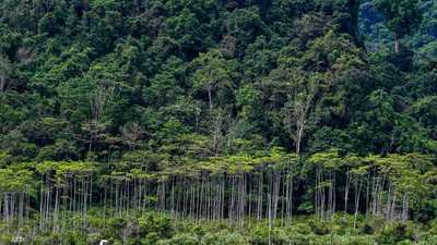 لماذا تتناقص مساحة الغابات على سطح الكوكب؟