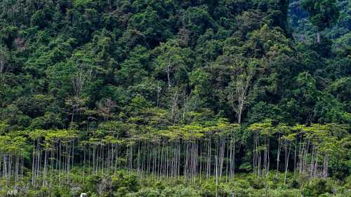 مساحة الغابات.. هل تهدد بقاء البشر؟
