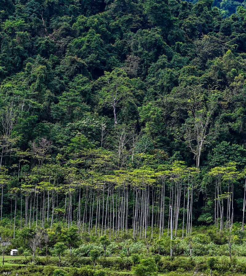 لماذا تتناقص مساحة الغابات على سطح الكوكب؟