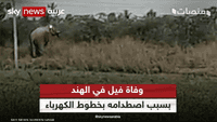 وفاة فيل في الهند بسبب اصطدامه بخطوط الكهرباء المتدلية