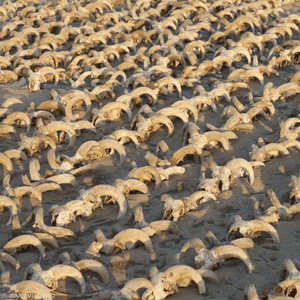 الكشف الأثري شمل مجموعة ضخمة من رؤوس الكباش