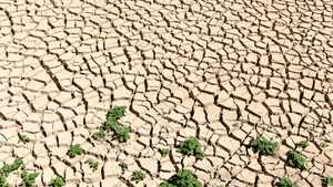 جفاف يضرب بعض الأراضي الزراعية في تونس