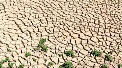 جفاف يضرب بعض الأراضي الزراعية في تونس