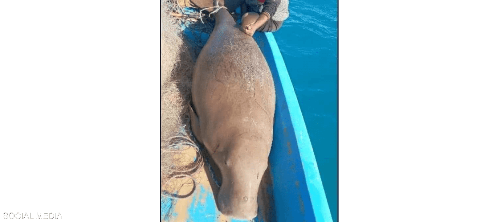 صورة الصياد المصري مع "بقرة البحر" أثارت موجة غضب