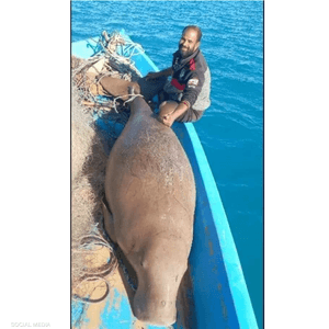 صورة الصياد المصري مع "بقرة البحر" أثارت موجة غضب