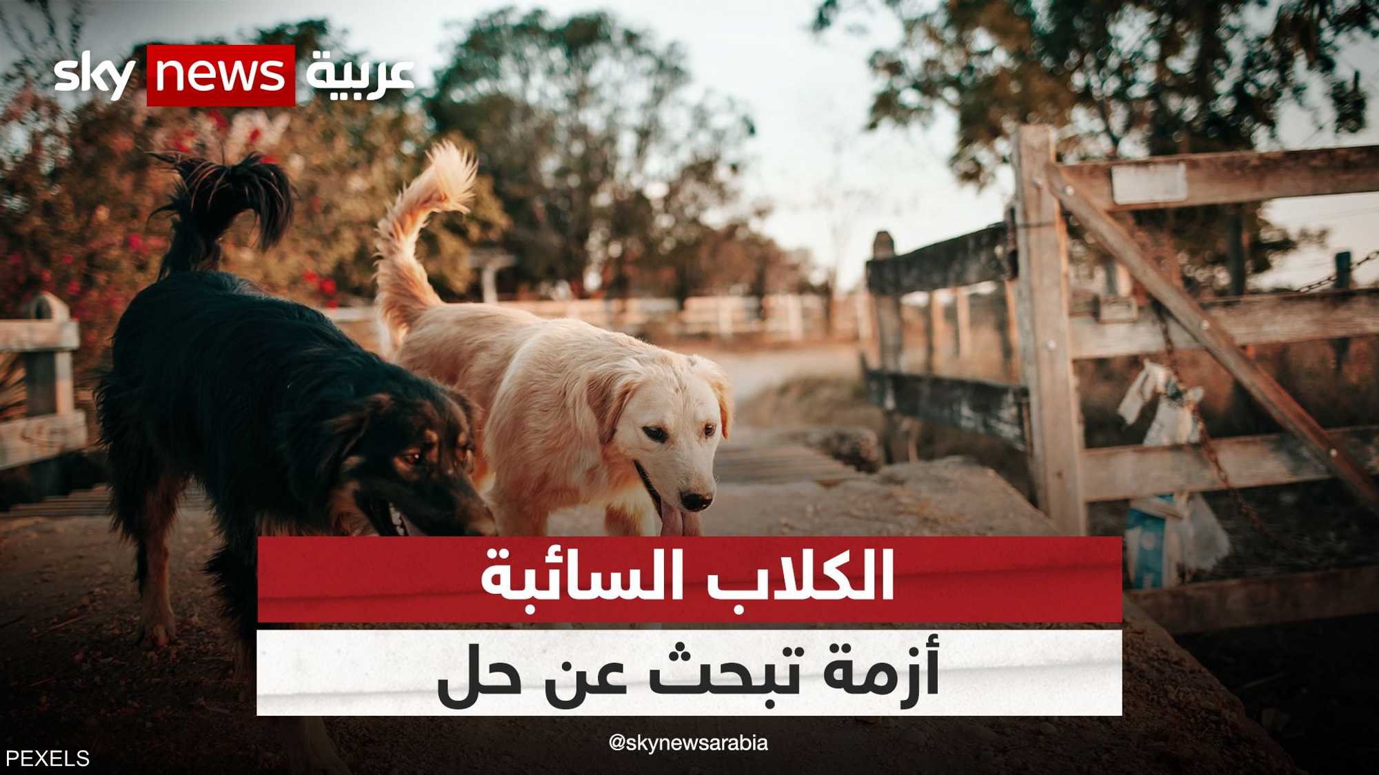 كلب "الست" وكلب "المذيعة".. قضية جدلية في مصر