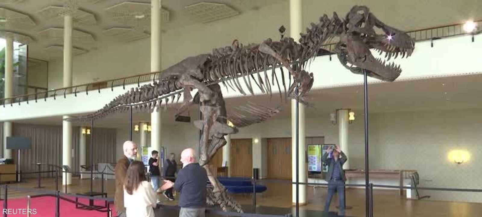 الديناصور مؤلف من 293 عظمة من ثلاثة تيرانوصورات