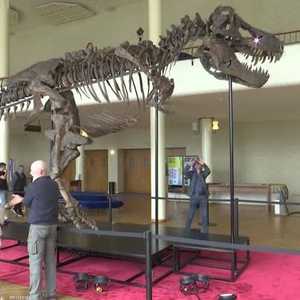 الديناصور مؤلف من 293 عظمة من ثلاثة تيرانوصورات