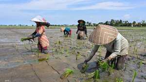 مزارعون يجمعون محصول الأرز في إندونيسيا
