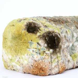 العفن على الخبز قد يعني انتهاء صلاحيته تماما