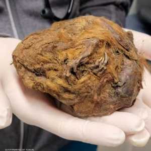 السنجاب المحفوظ أبهر العلماء