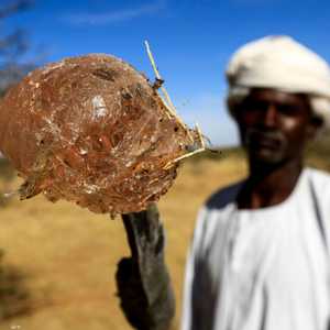 خسائر فادحة يتعرض لها تجار الصمغ العربي في السودان