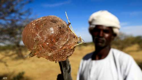 خسائر فادحة يتعرض لها تجار الصمغ العربي في السودان
