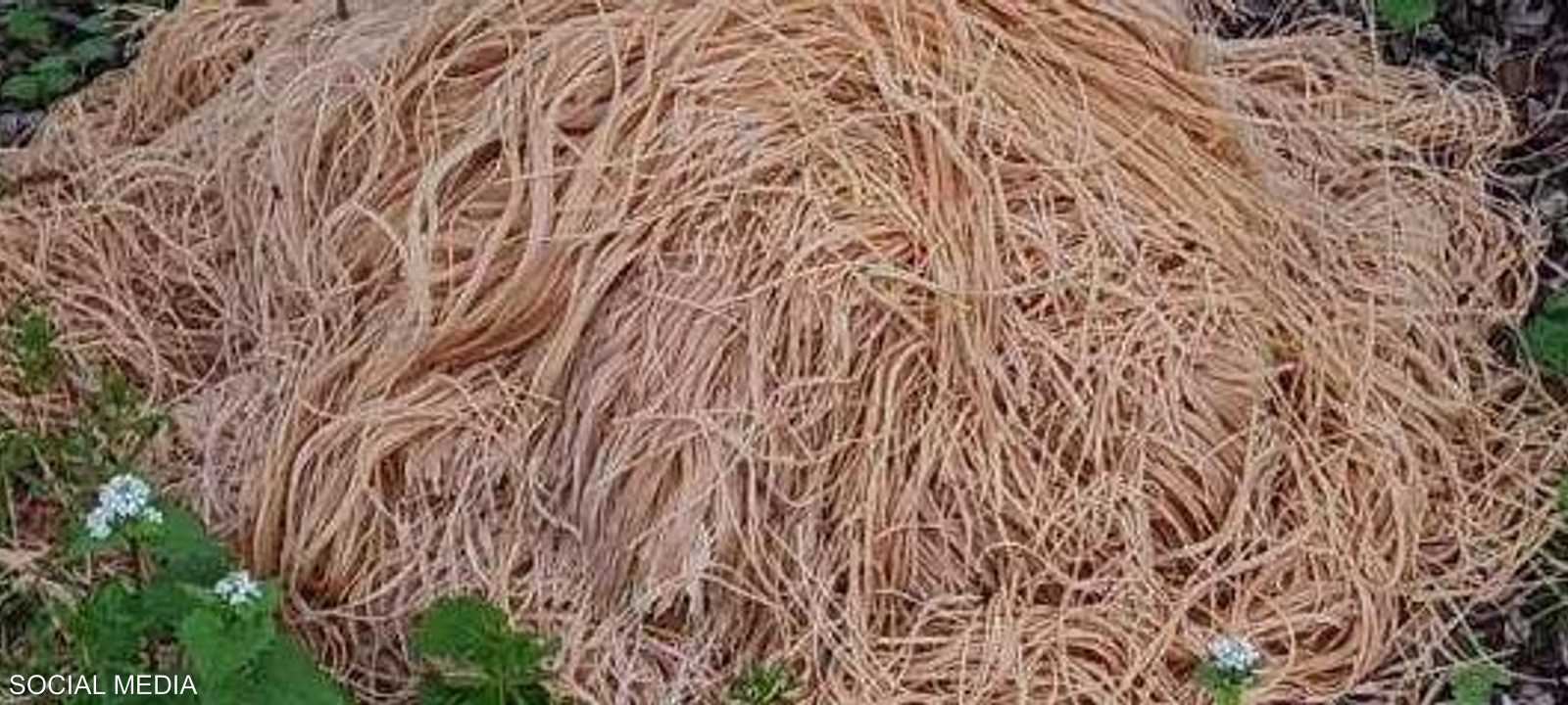 أكوام المعكرونة  أثارت حيرة السكان