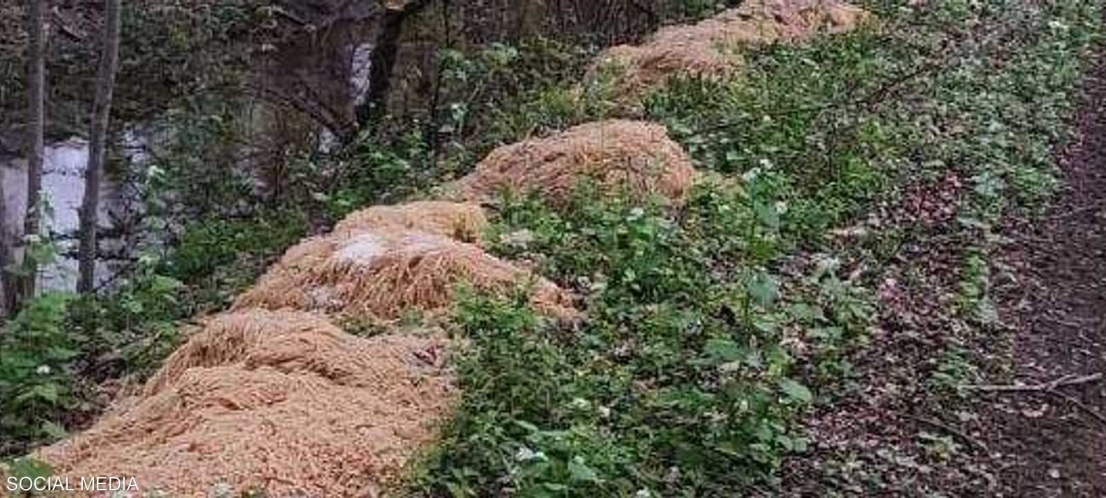 أكوام المعكرونة أثارت حيرة السكان