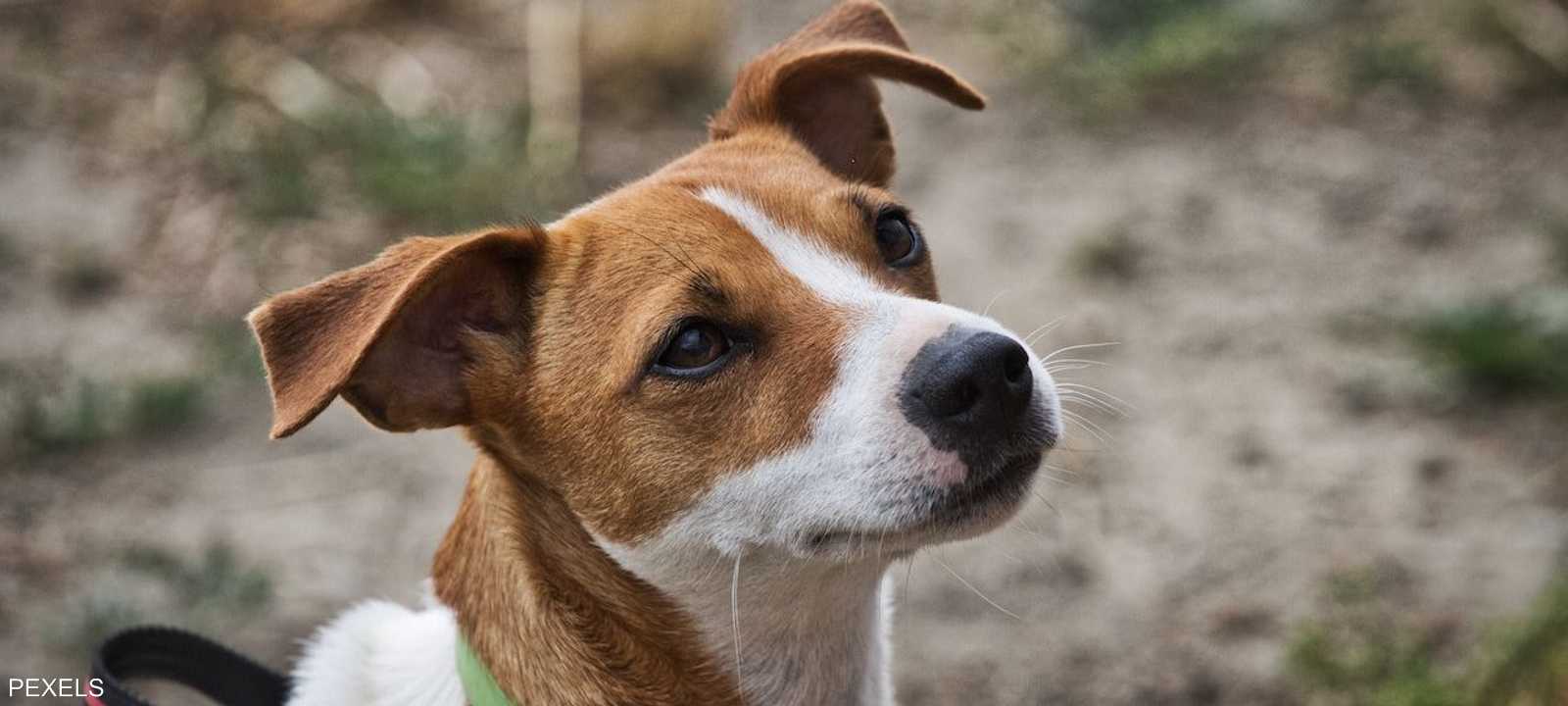 كلب جاك راسل المحبب لدى الملك تشارلز