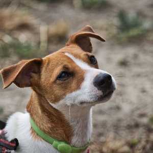 كلب جاك راسل المحبب لدى الملك تشارلز