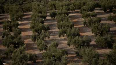 الجفاف يهدد زراعة الزيتون في إسبانيا