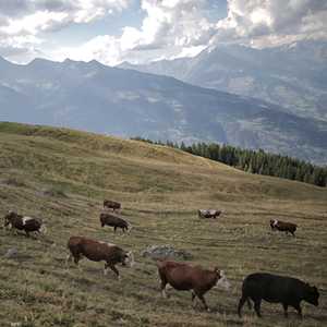 أعراض المرض على الماشية تشمل حمى وفقدان للشهية وعرج