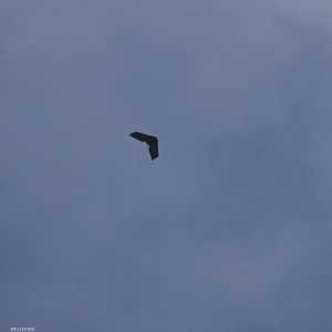 أرشيفية لطائرة مسيرة