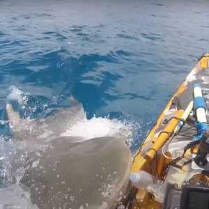 لحظة هجوم القرش