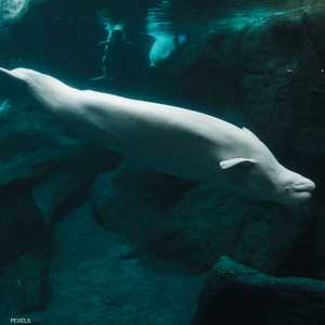 حوت "بيلوغا" يثير الجدل في النرويج