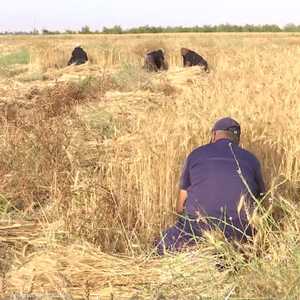 مزارعو غزة يحصدون موسم القمح والشعير بمعدلات متوسطة الإنتاج