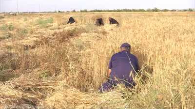 مزارعو غزة يحصدون موسم القمح والشعير بمعدلات متوسطة الإنتاج