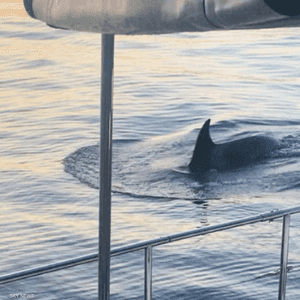 حوت أوركا هاجم اليخت لمدة ساعة كاملة