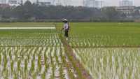 فيتنام ثالث أكبر مصدر للأرز في العالم