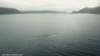 "الحوت الجاسوس" يظهر مجددا في السويد بعدما حذرت النرويج منه
