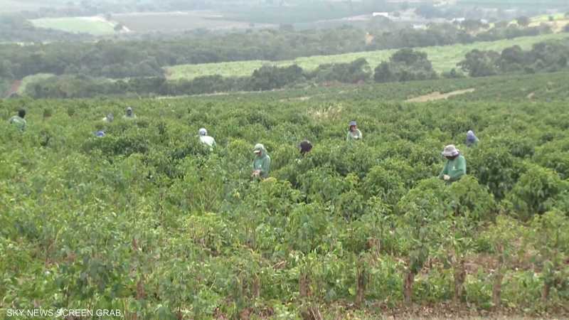 ظاهرة "النينيو" تهدد هذا العام أهم محاصيل البن في العالم