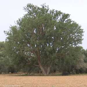 الجميز.. شجرة من ماضي غزة مهددة بالاندثار