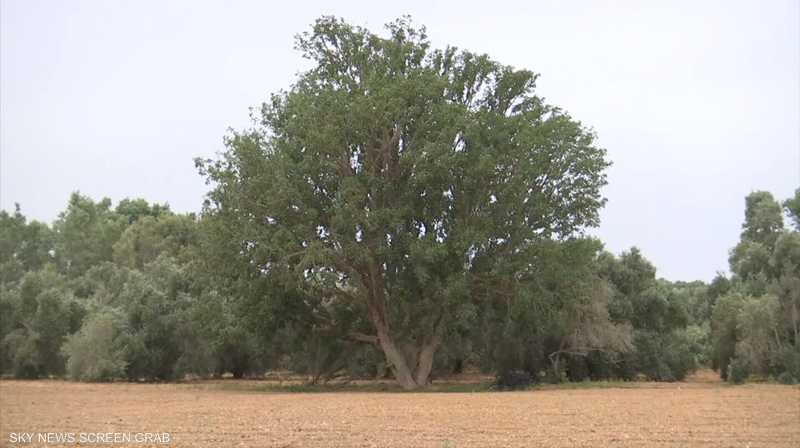 الجميز.. شجرة من ماضي غزة مهددة بالاندثار