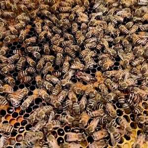 تطور سلالة نحل تتحمل الأجواء الحارة بالإمارات