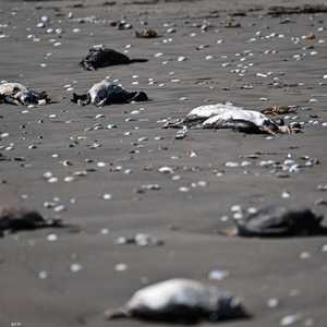 السلطات استبعدت فرضية إنفلونزا الطيور