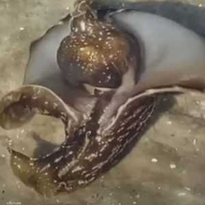 المخلوق البحري الغريب رصد في الولايات المتحدة