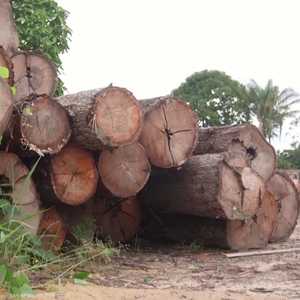 خطة برازيلية صارمة لحماية غابات الأمازون