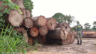 خطة برازيلية صارمة لحماية غابات الأمازون.. ووقف قطع الأشجار