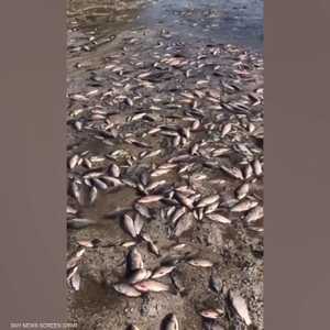 بعد انهيار سد كاخوفكا.. ممنوع تناول الأسماك