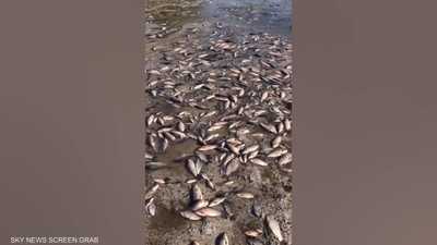 "كارثة صحية" بعد انهيار سد كاخوفكا.. ممنوع تناول الأسماك