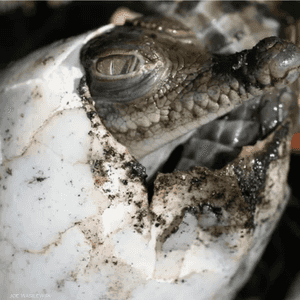 الحالة المسجلة هي الأولى من نوعها