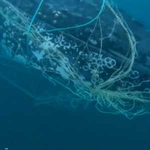 تحرير حوت من شباك "اصطادته بالخطأ"