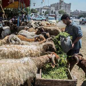 سوق للأضاحي في مصر