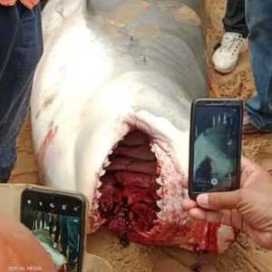 السلطات المختصة اصطادت القرش بعد الواقعة