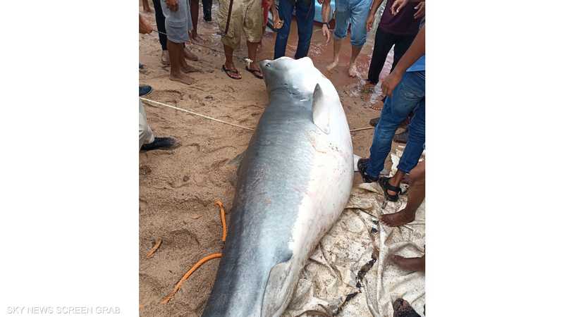 مصر.. شيخ الصيادين يكشف كواليس صيد القرش القاتل 