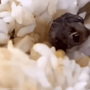 وقعت الحادثة الأسبوع الماضي في مقهى كلية جيانغشي