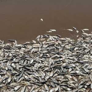 آلاف الأسماك النافقة تطفو فوق شاطي خليج تكساس