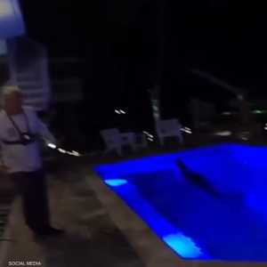 التمساح كان بطول 10 أقدام